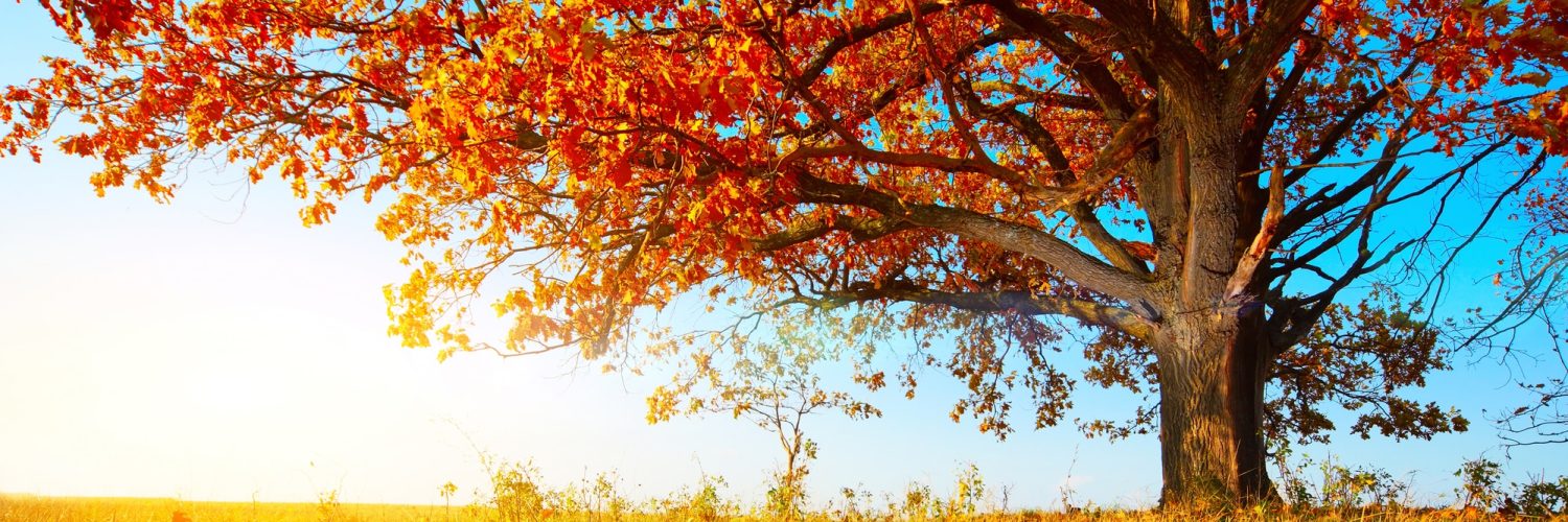 Big autumn oak with red leaves on a blue sky background