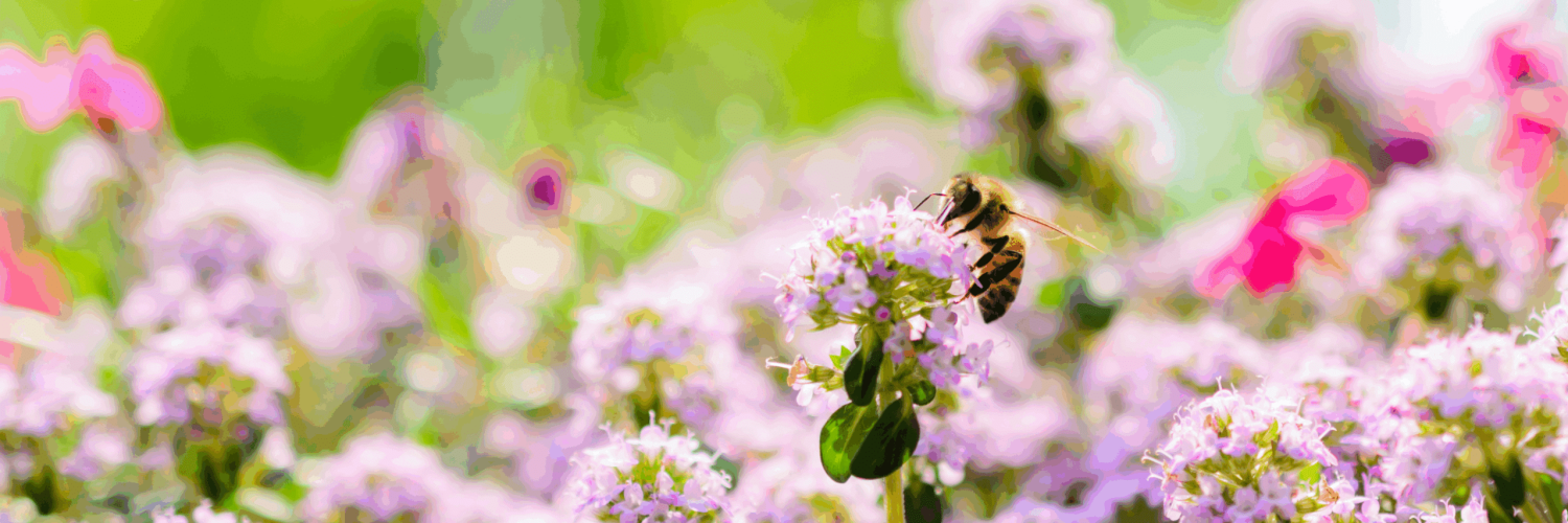 bee