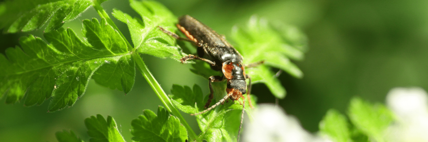 cantharis